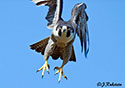 Falco  peregrinus